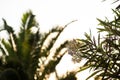 Palm tree branches and leaves silhouette on a white sky Royalty Free Stock Photo