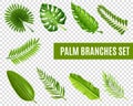 Palm Tree Branches Set Royalty Free Stock Photo