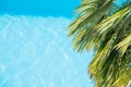 Palm tree branches on the tropical beach.palm leaves on blue water background. Palm leaves against a blue water waves Royalty Free Stock Photo