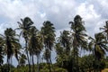 Palm tree brazil tropical beach Royalty Free Stock Photo