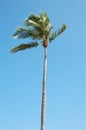 Palm tree with breeze