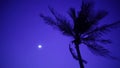 Palm tree in breeze with moon at night. 1920x1080