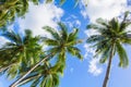 Palm tree and bright blue sky with white clouds. Tropical nature idyllic photo for banner background. Royalty Free Stock Photo