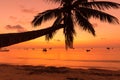Palm tree with bright orange tropical sunset Royalty Free Stock Photo