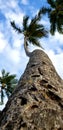 Palm tree and bright