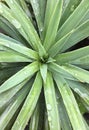 Palm tree bud Royalty Free Stock Photo