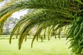 Palm tree canopy over green grass. Royalty Free Stock Photo