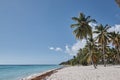 Palm tree on the Caribbean beach