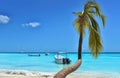 Palm Tree And Caribbean Sea Royalty Free Stock Photo