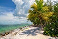 Palm tree on the Caribbean Sea, Florida Royalty Free Stock Photo