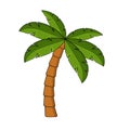 Palm tree cartoon isolated on white. Single palm clipart. Template for poster or postcard. Graphic element for tropical, exotic