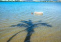 Palm tree casts shadow over water Royalty Free Stock Photo