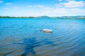 Palm tree casts shadow over water Royalty Free Stock Photo