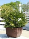 Palm tree chamaerops humilis vulcano in container