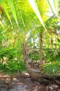 Palm tree and chit jungle on caribbean beach area