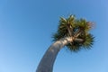 Palm tree with blue sky background Royalty Free Stock Photo
