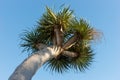 Palm tree with blue sky background Royalty Free Stock Photo