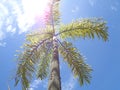 Palm tree, clear blue sky with shining sun. Royalty Free Stock Photo