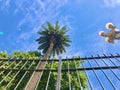 Palm tree on a clear day in lgbt festival from Argentina Royalty Free Stock Photo