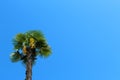 Palm tree and clear sky Royalty Free Stock Photo