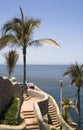 Palm Tree at Cliff Diving Loca Royalty Free Stock Photo