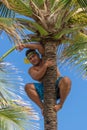 Palm tree climber Royalty Free Stock Photo