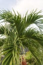 Palm tree close to a swimming pool with a outbuilding in view Royalty Free Stock Photo