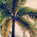 Palm tree close up abstract look during a sunless sky Royalty Free Stock Photo