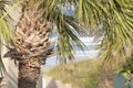 Palm tree close up on a bright sunny day with ocean waves in the background