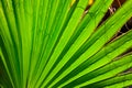 Palm tree close-up leaves texture with shadow Royalty Free Stock Photo