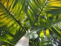 Palm tree, close-up view from below. Beautiful tropical tree with coconuts Royalty Free Stock Photo