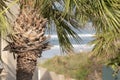 Palm tree close up view with leaves and trunk with ocean waves crashing in the background