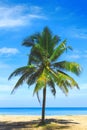 Palm tree close up view. Picturesque view of Andaman sea in Phuket, Thailand. Seascape. Tropical beach at the exotic island.