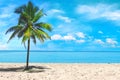 Palm tree close up view at the picturesque sky background. Tropical beach at the exotic island. Advertising of travel company. Royalty Free Stock Photo