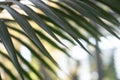 Palm tree closeup leaves with bokeh background