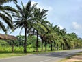 Palm tree with clouds and blue sky Royalty Free Stock Photo