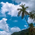 Palm tree, clouds and blue sky Royalty Free Stock Photo