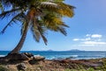 Palm tree on the coast of Basse-Terre, Trois Rivieres, Guadeloupe, Lesser Antilles, Caribbean