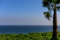 A palm tree from the coast of Pacific ocean in Lima, Peru Royalty Free Stock Photo