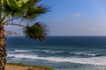 A palm tree from the coast of Pacific ocean in Lima, Peru Royalty Free Stock Photo