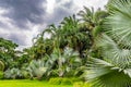 Palm tree and coconut tree and sky before rain Royalty Free Stock Photo