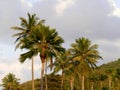 palm tree and coconut tree, tropical landscape in guadeloupe Royalty Free Stock Photo