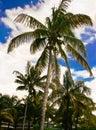 Palm tree with coconuts