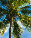 Palm Tree with Coconuts