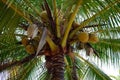 Palm Tree Coconuts Royalty Free Stock Photo