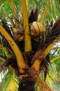 Palm Tree Coconuts Royalty Free Stock Photo