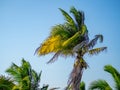 Palm tree with coconuts blowing in the wind against a blue sky Royalty Free Stock Photo