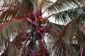 Palm tree with coconuts on the island of Sri Lanka Royalty Free Stock Photo