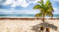 A palm tree, coconuts on the sandy beach and seaweed ashore with calm sea and blue skies with couple of clouds in tropics Royalty Free Stock Photo