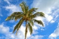 Palm tree with coconuts Royalty Free Stock Photo